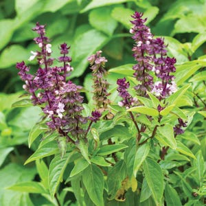 Persian Basil Seeds (Ocimum basilicum) Packet of 30 Seeds - Palm Beach Seed Company 