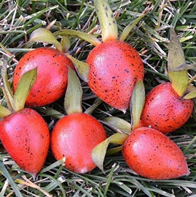 2+\u00a0Seeds in Frozen Seed Capsules\u2122 for Seed Saving or Planting Now\u00a0 Princess Persimmon Seeds Diospyros rhombifolia