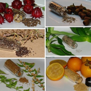 Medicinal Herb Garden Seed Collection #11 - A 6 Pack of Rare Heirloom Herb Seeds