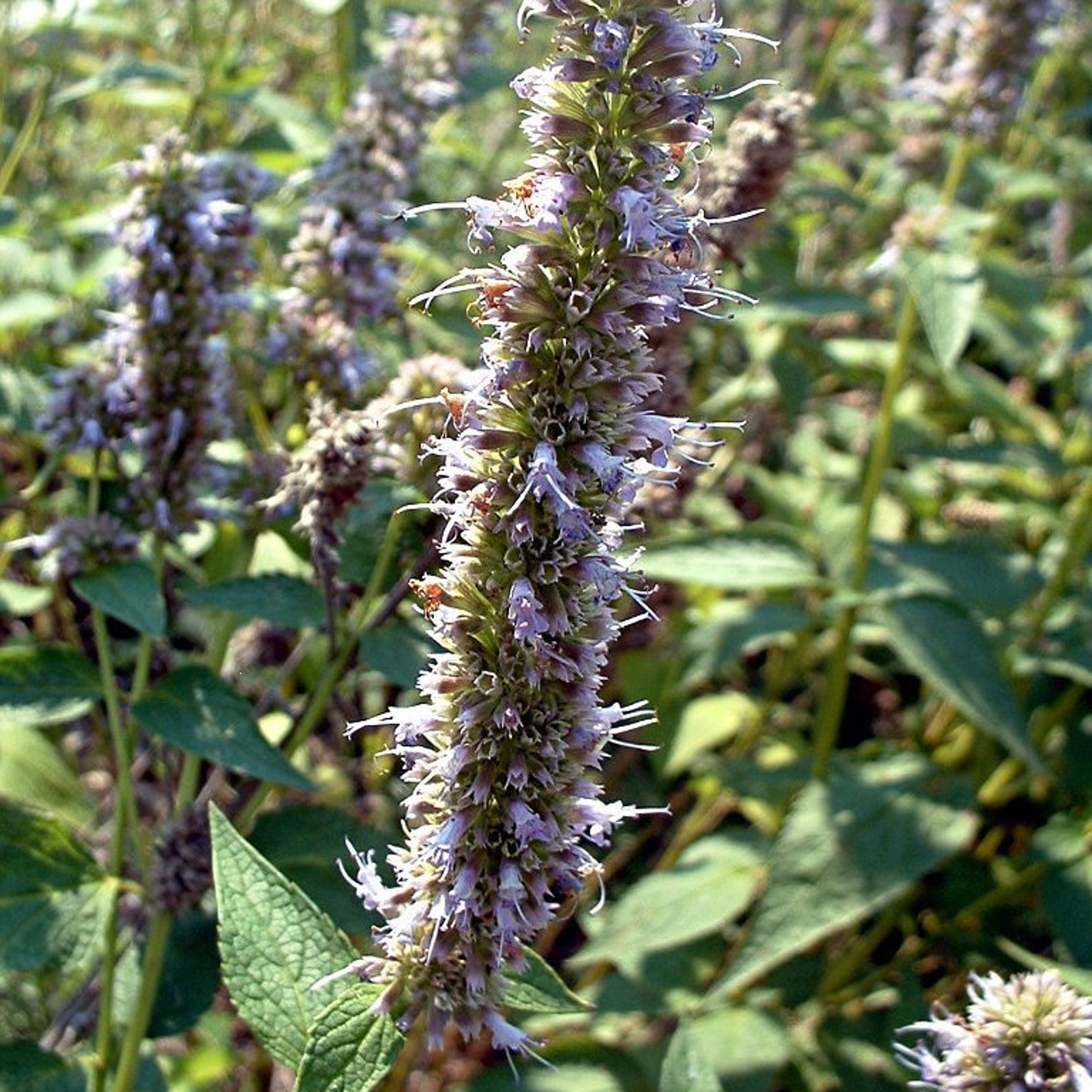 Purple Giant Hyssop Seeds agastache Scrophulariifolia Packet Etsy