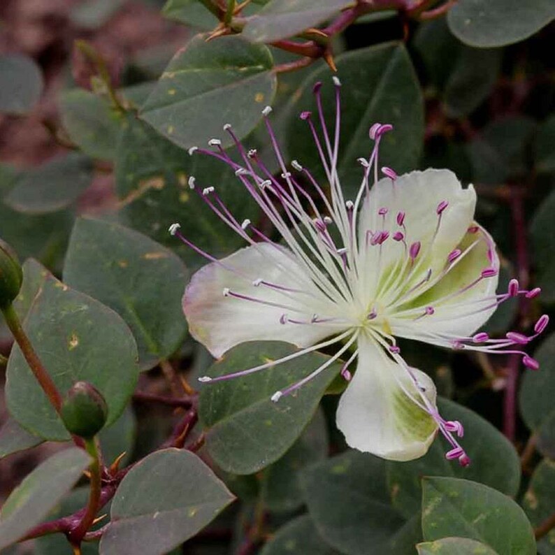 Caper Bush Seeds Capparis spinosa inermis 15 Seeds in Frozen Seed Capsules™ for Seed Saving or Planting Now image 6