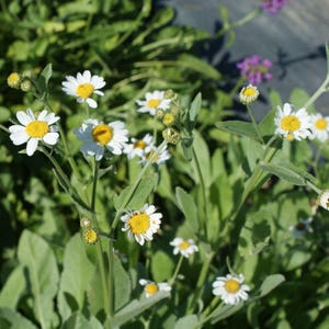Costmary Seeds (Tanacetum balsamita) 20+ Seeds in Frozen Seed Capsules™ for Seed Saving or Planting Now