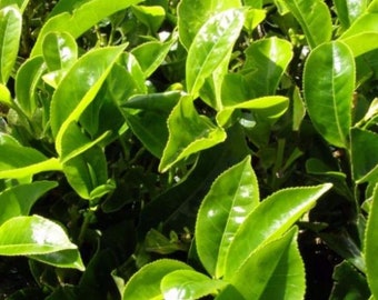 Tea Plant Seeds (Camellia sinensis) Packet of 3 Seeds - Palm Beach Seed Company 