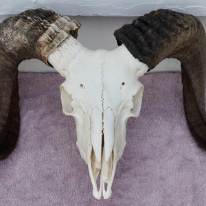 2-horn Jacob Sheep Skull • Ram • Free shipping (5)