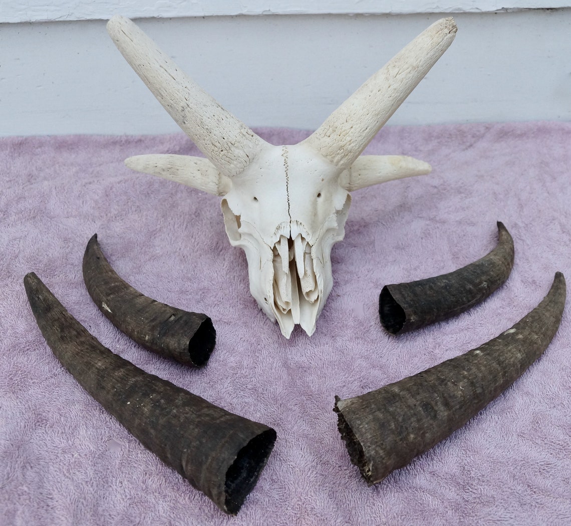 4-horn Jacob Sheep Skull 6 | Etsy