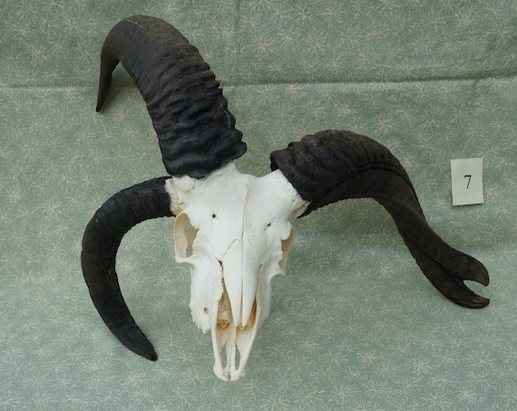 Jacob Sheep Skull • Fused • 4-horn • Ram (7) - Etsy