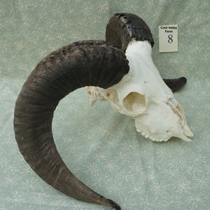 Jacob Sheep Skull • Ram • 2-horn • Free Shipping (8)