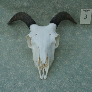 Jacob Sheep Skull • ewe • 2-horn (3)