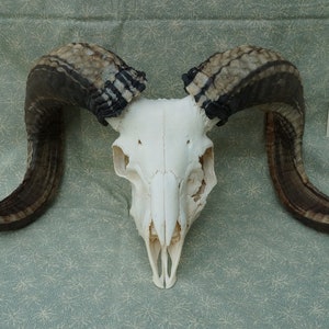 2-horn Jacob Sheep Skull • Free shipping • Ram (6)