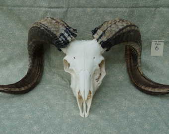 ネックレス・ペンダント ZKIYO horned sheep skull Skull Sheep Horn Beast Pendent, Silver Sheep Skull Pendent