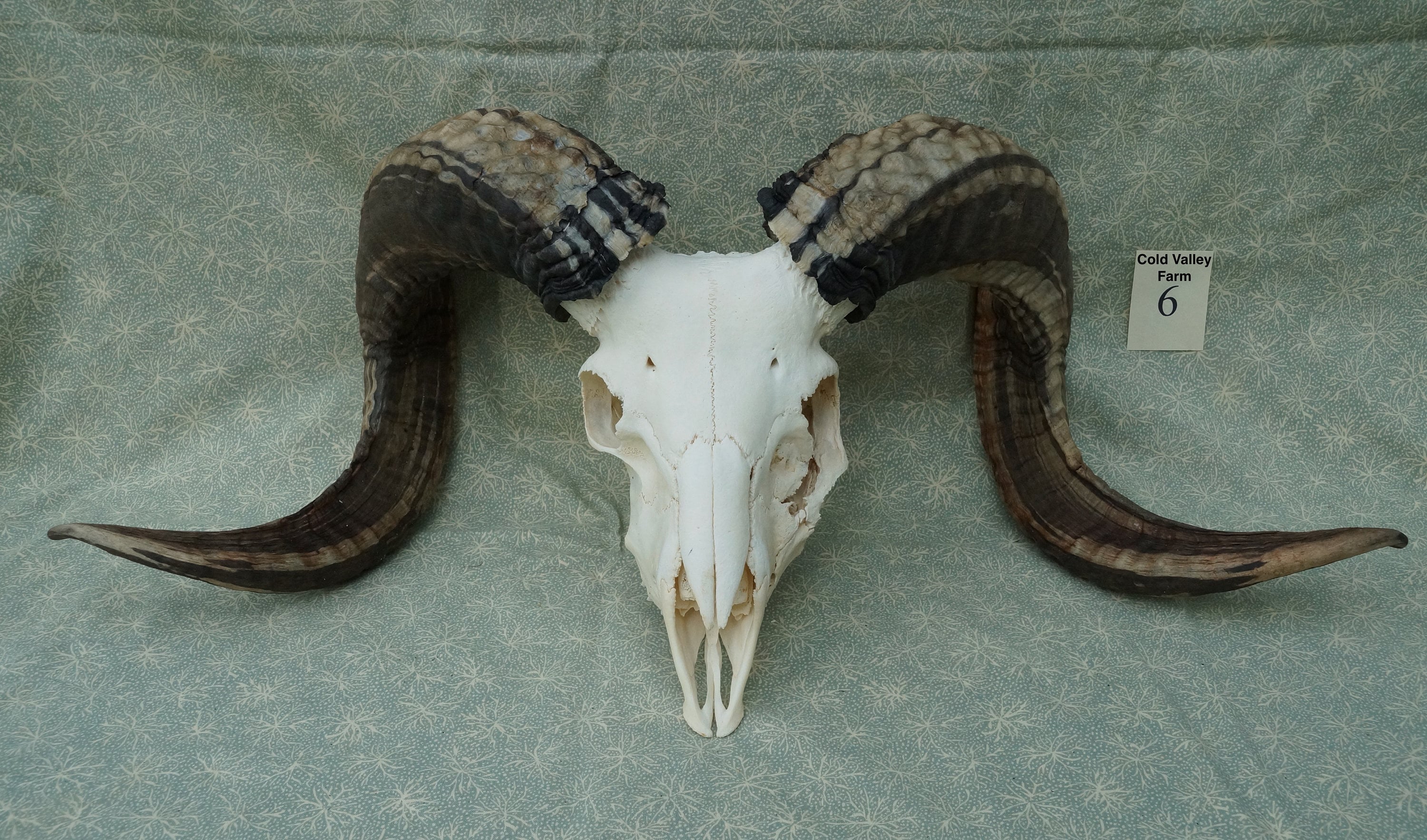ネックレス・ペンダント ZKIYO horned sheep skull Skull Sheep Horn Beast Pendent, Silver Sheep Skull Pendent