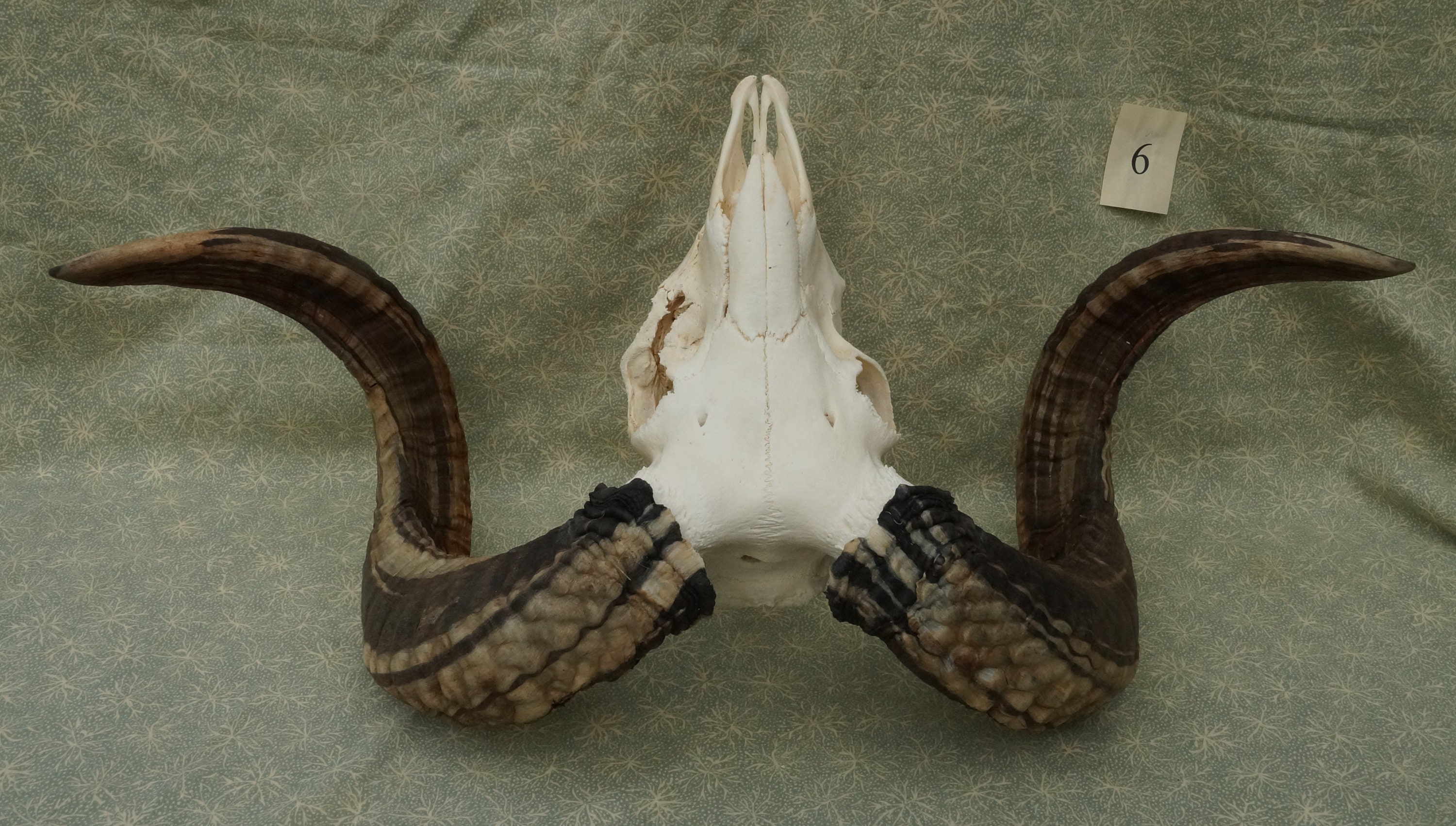 2-horn Jacob Sheep Skull • Free Shipping • Ram (6) - Etsy