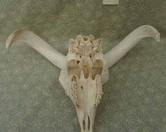 ネックレス・ペンダント ZKIYO horned sheep skull Skull Sheep Horn Beast Pendent, Silver Sheep Skull Pendent