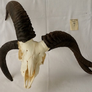Jacob Sheep Skull • Fused • 4-horn • Ram (7)
