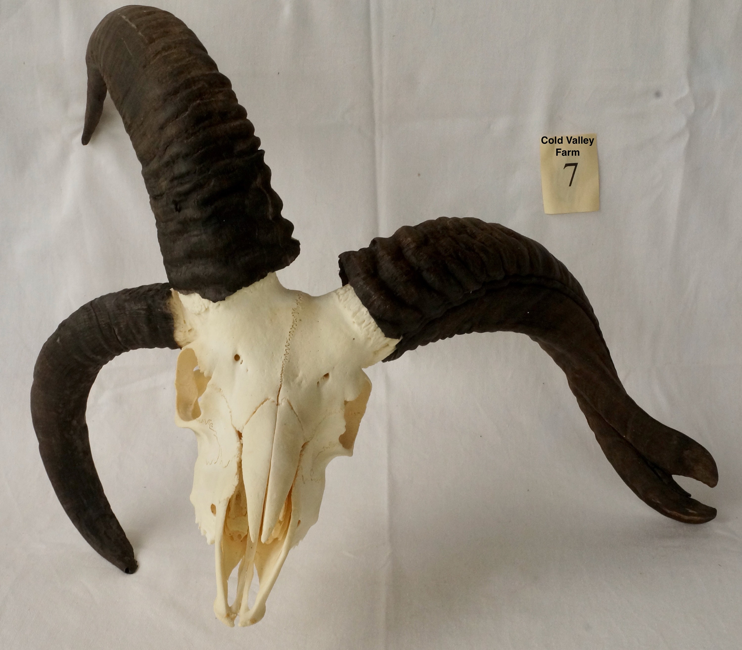 Jacob Sheep Skull • Fused • 4-horn • Ram (7) - Etsy