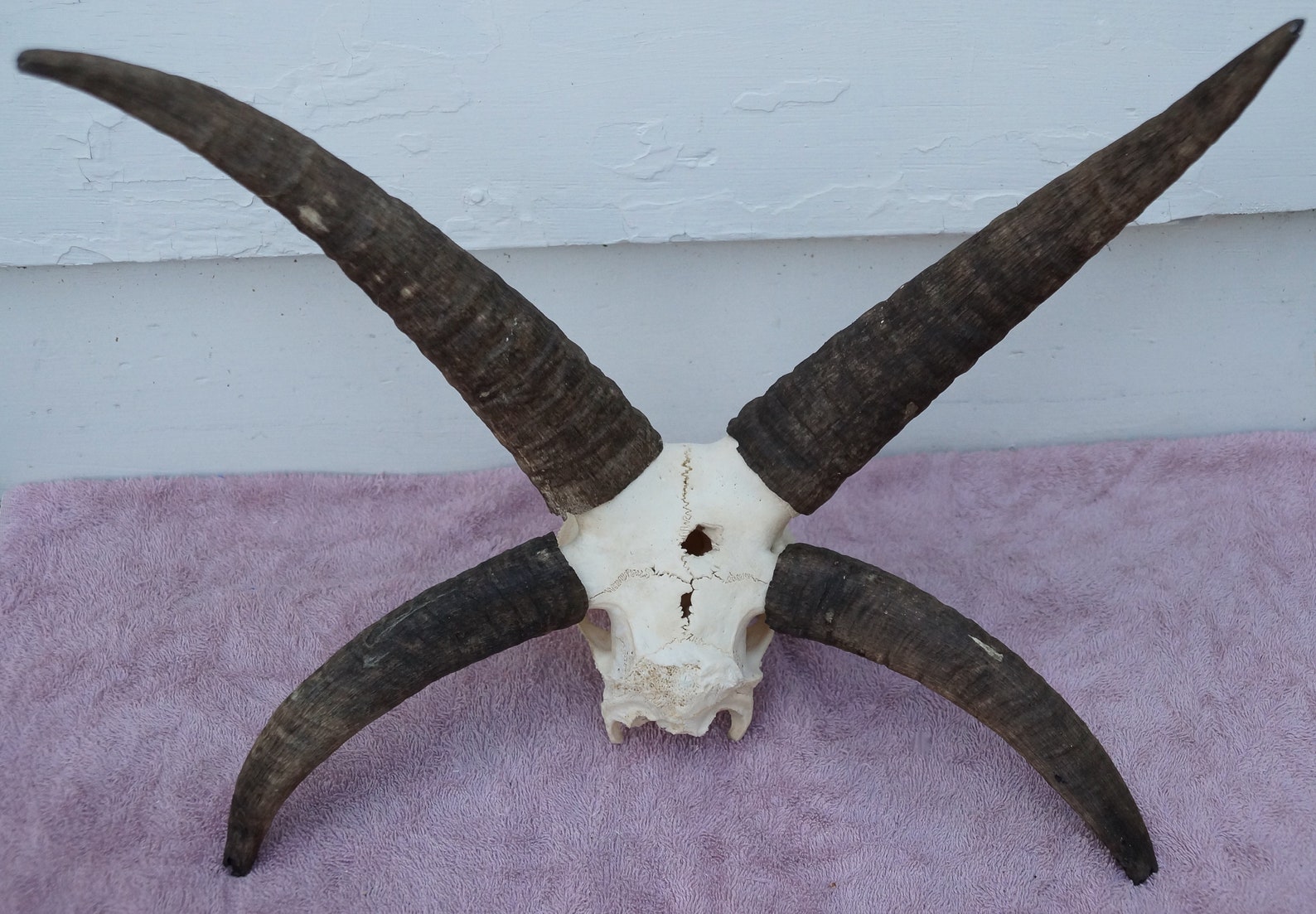 4-horn Jacob Sheep Skull 6 | Etsy