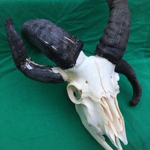 4-horn Jacob Sheep Skull • Ram • Free shipping (11)