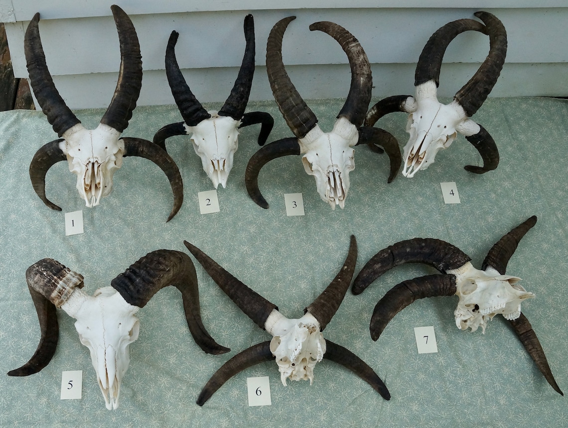 2horn Jacob Sheep Skull Ram Free Shipping 5 Etsy