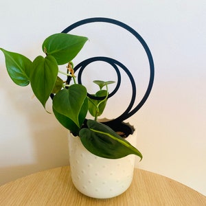 May include: A green plant with large leaves growing in a white ceramic pot with a dotted pattern. The plant is supported by a black metal ring structure with three concentric circles.