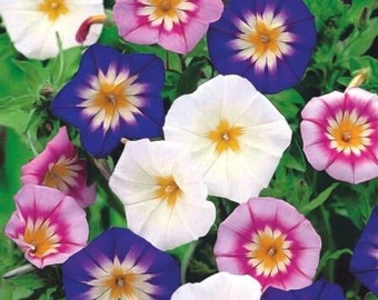 Dwarf Morning-Glory Mix - Convulvulus tricolor - 10+ seeds - Z 109