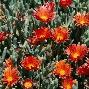 May include: A close-up of a patch of orange and red flowers with green foliage. The flowers have a starburst shape with multiple layers of petals.