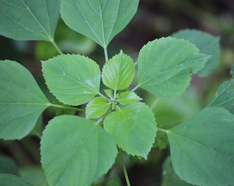 Indian Nettle - Indian Mercury - Acalypha indica - 10+ seeds - K 023