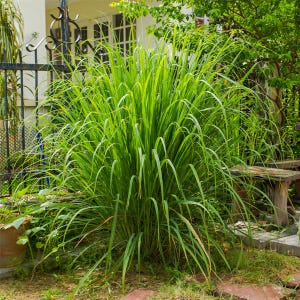 Könnte beinhalten: Eine üppige, grüne Zitronengraspflanze mit langen, schmalen Blättern. Die Pflanze befindet sich in einem Garten, mit einem schmiedeeisernen Zaun und einer Holzbank im Hintergrund. Die Blätter sind ein helles, gesundes Grün.