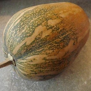 Vitaminnaya Pumpa - 10+ frön - HONUNGSSÖT PUMPA från RYSSLAND! C 016