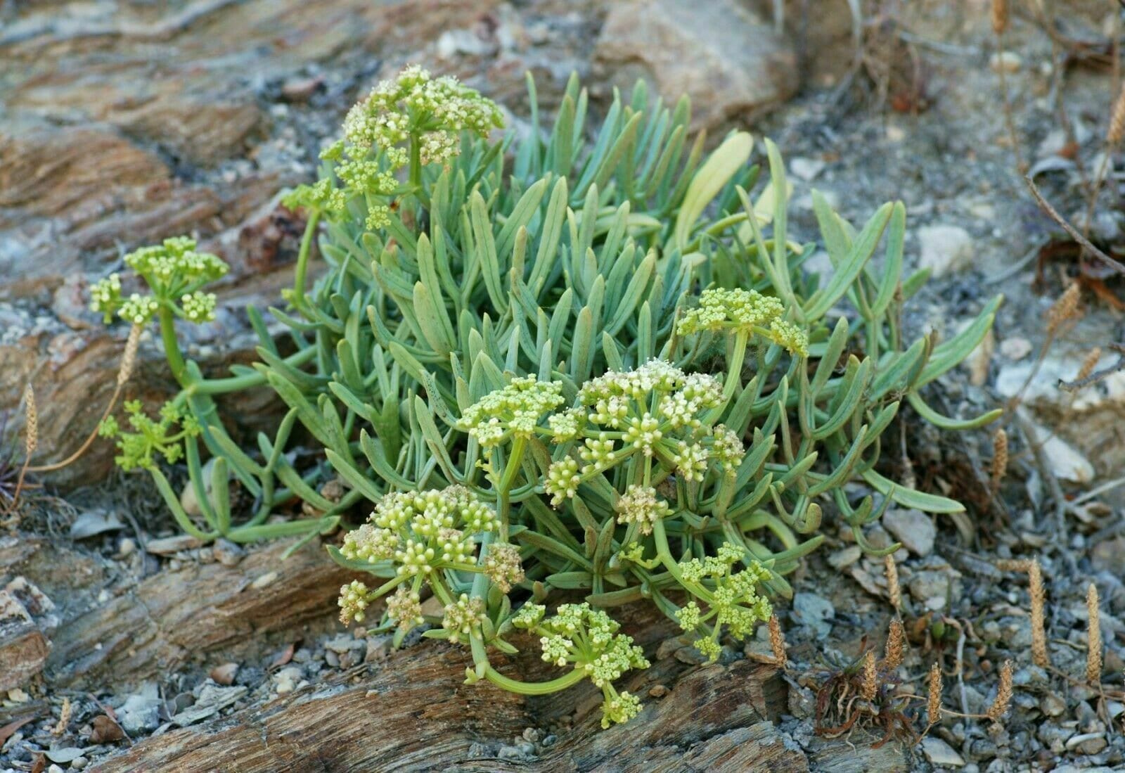 Sea Fennel Rock Samphire Crithmum maritimum 5 seeds Etsy