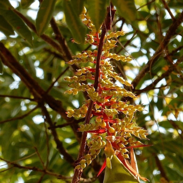 Thin-leaved Bromeliad from the Carribean - Aechmea bracteata - 10+ Seeds - W 204