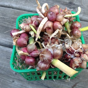 Hongaars erfstuk Egyptische lopende ui &#39;Csongrádi&#39;, 3 bolletjes (T 006)