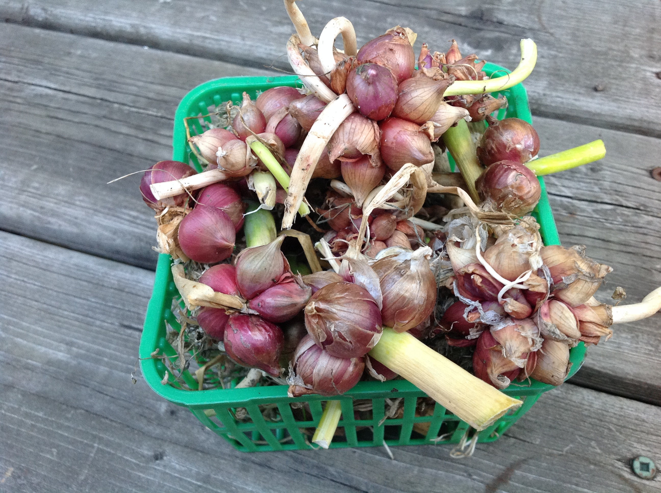 Walking Onions For Sale 54 Ads For Used Walking Onions walking-onions-for-sale-54-ads-for-used-walking-onions