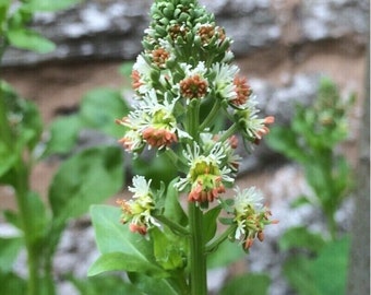 May include: A close-up of a white and pink flower with green leaves. The flower is in bloom and has a delicate, feathery appearance.