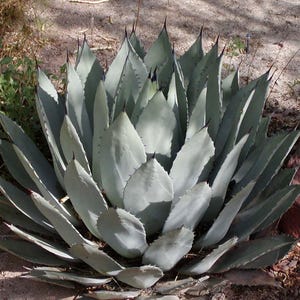 Agave samen - Etsy.de