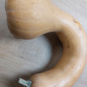 Puede incluir: Una calabaza butternut grande, de color pálido y forma curva. La calabaza es lisa y tiene una textura ligeramente rugosa.