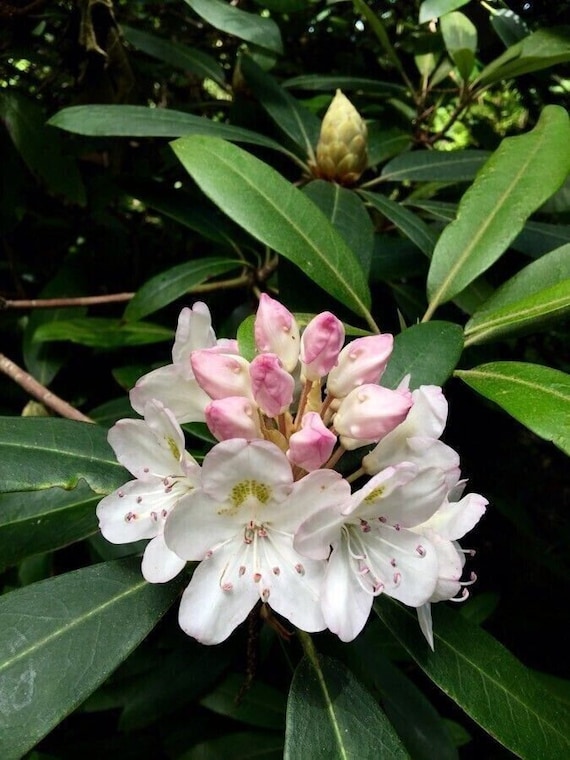 Groer Lorbeer - Rhododendron maximum - 25+ Samen - W 150 - Etsy.de