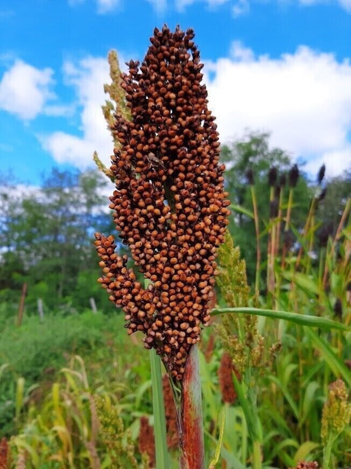 Red Milo Red's Red Sweet Sorghum - Sorghum Bicolor - 25+ Seeds - Sh 034 - Etsy ...