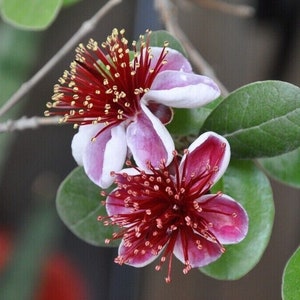 Feijoa - Pineapple Guava - Acca sellowiana - 10+ Seeds - Samen - Gx 135