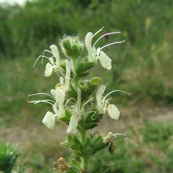 Austrian sage - Salvia austriaca - 25 seeds (F 164)