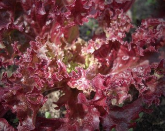 Picking Lettuce - Lollo Rosso Lettuce - 100+ seeds - L 001