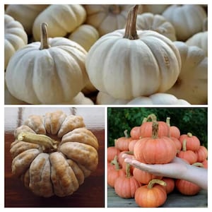 May include: An assortment of pumpkins in different colours and forms. The image shows white, tan, and orange pumpkins. Some are round, while others are flattened and ribbed. The pumpkins have green and brown stalks.