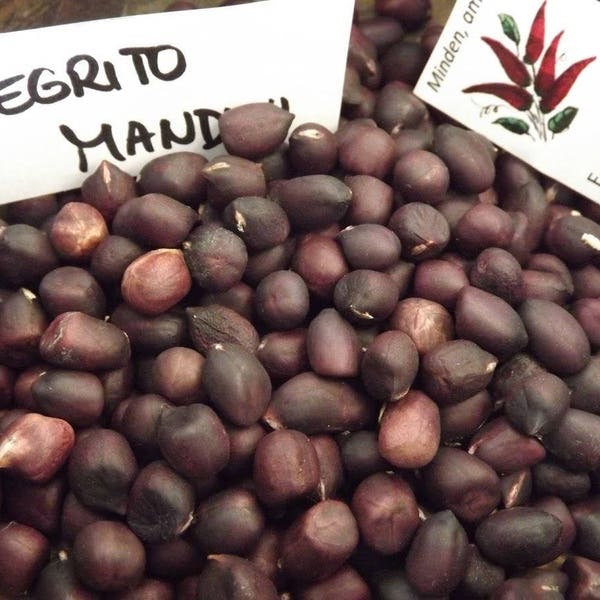 Negrito Manduvi Arachide, Arachis hypogaea, 5 graines (H 045)