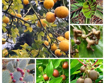 Può includere: Un collage di nove immagini che mostrano vari frutti e piante. L'immagine in alto a sinistra mostra un albero di agrumi con frutti gialli. L'immagine in alto a destra mostra una pianta verde con foglie grandi. L'immagine in basso a sinistra mostra un cactus fico d'India con frutti rossi. L'immagine in basso a destra mostra una pianta di kiwi con frutti verdi. Le immagini al centro mostrano vari frutti e piante.
