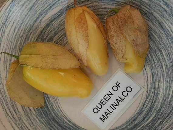 Физалис Королева Малиналько Купить Семена