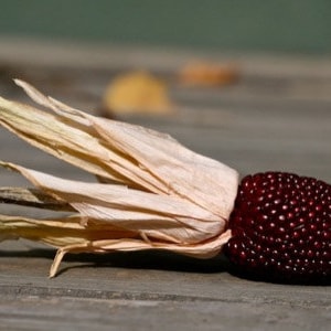 Puede incluir: Una cáscara de maíz seca con una mazorca de maíz rojo oscuro. La cáscara es de color marrón claro y tiene una textura delicada y plumosa.