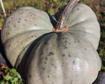 Zucca Triamble dall'Australia - Zucca - Cucurbita maxima - 5+ semi - C 093