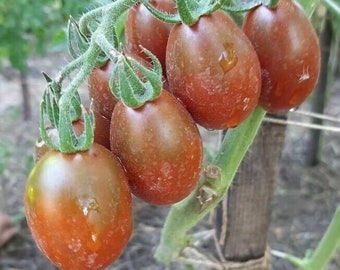 Sinister Minister Tomato - 10+ Seeds - (P 370)