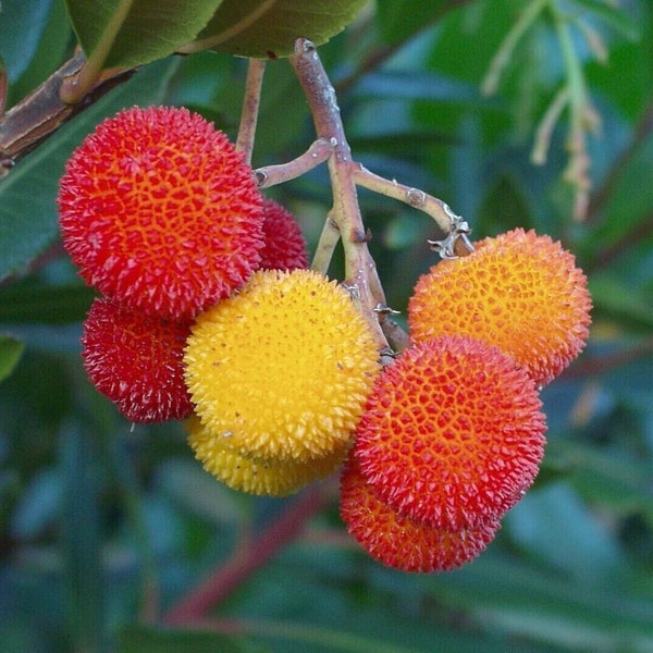 Strawberry Tree - Arbutus unedo - Erdbeerbaum - 10+ Seeds - Samen - Gx 134