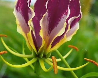 Purple Flame Lily - Gloriosa carsonii - Lila Ruhmeskrone - 5+ seeds - Z 140