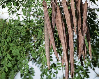 Trommelstockbaum - Meerrettichbaum - Moringa, Moringa oleifera - 5 Samen - E 360